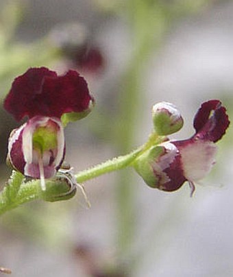 Scrophularia canina