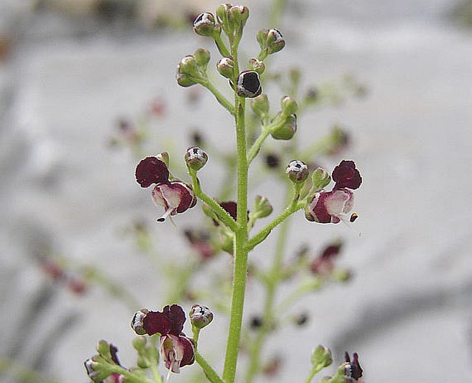 SCROPHULARIA CANINA L. – krtičník psí