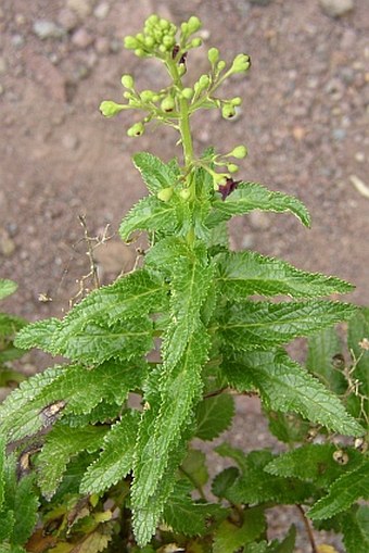 Scrophularia glabrata