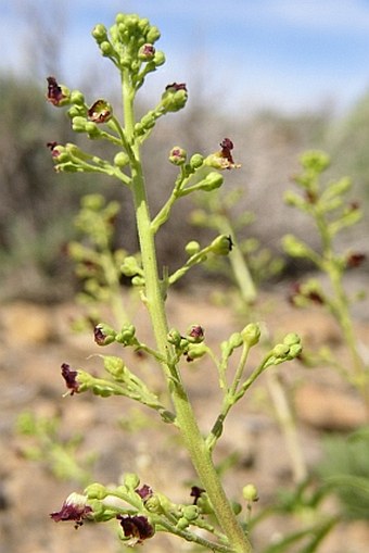 Scrophularia glabrata