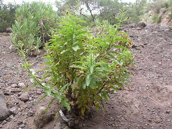 Scrophularia glabrata