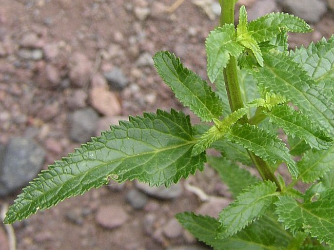 Scrophularia glabrata