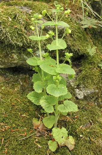 Scrophularia vernalis