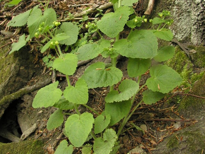 Scrophularia vernalis