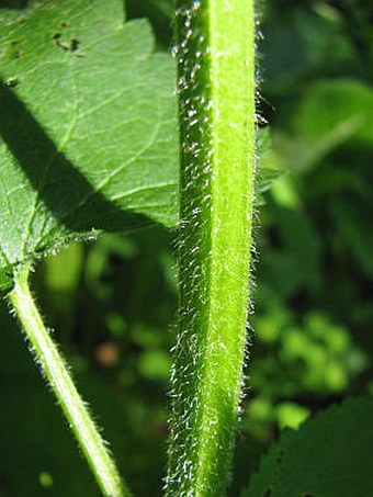 Scrophularia scopolii