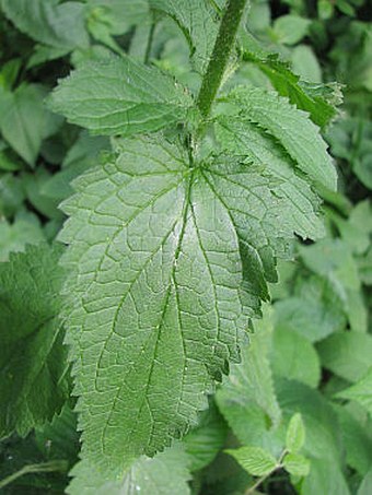 Scrophularia scopolii