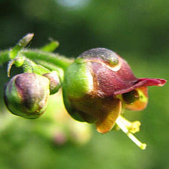 Scrophularia scopolii