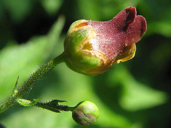 SCROPHULARIA SCOPOLII Hoppe – krtičník žláznatý / krtičník Scopoliho