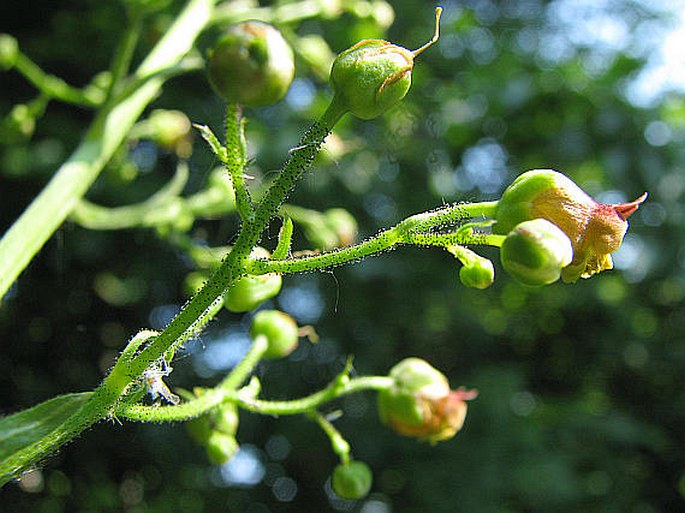 Scrophularia scopolii