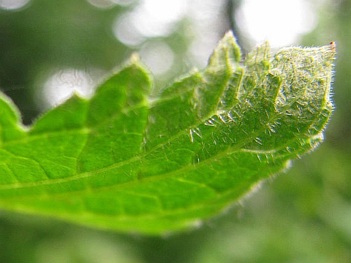 Scrophularia scopolii