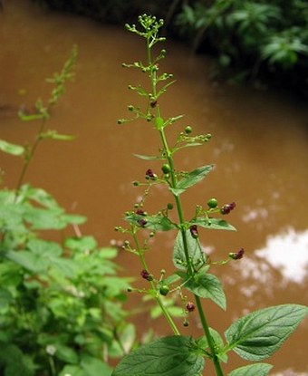 Scrophularia umbrosa