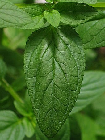 Scrophularia umbrosa