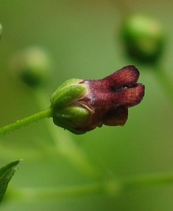 Scrophularia umbrosa