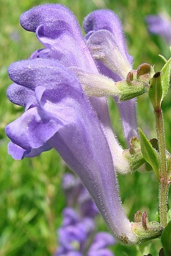 Scutellaria baicalensis