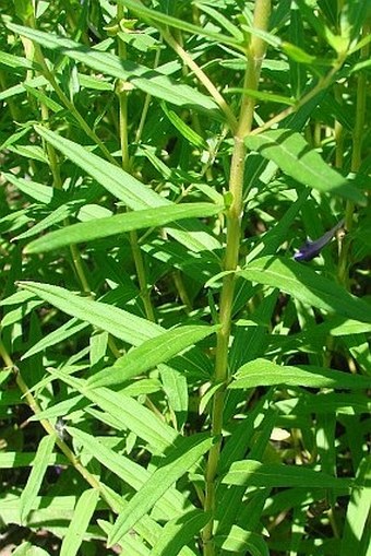 Scutellaria baicalensis