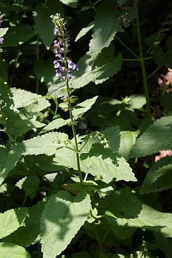 Scutellaria altissima