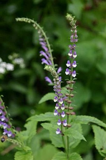 Scutellaria altissima