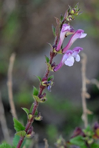 Scutellaria arabica