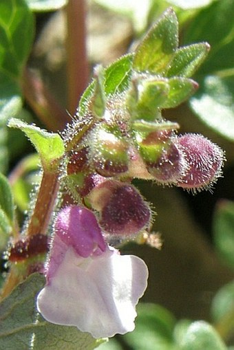 Scutellaria arabica