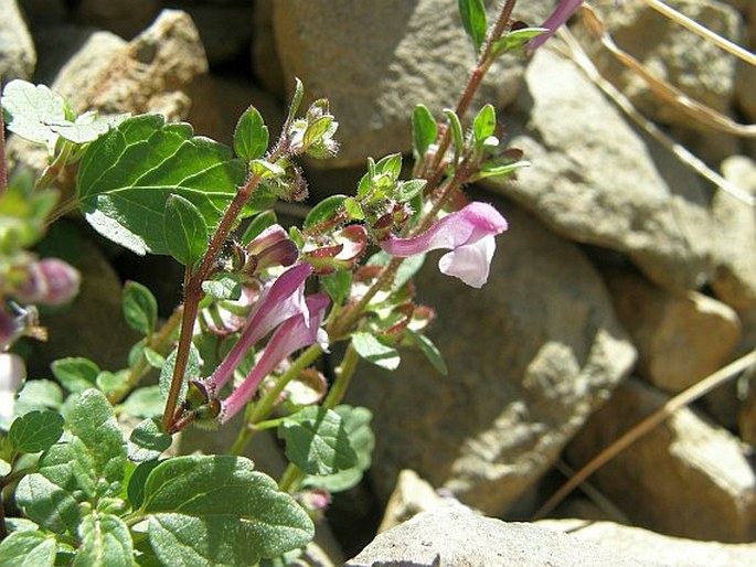 Scutellaria arabica