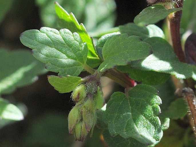 Scutellaria arabica