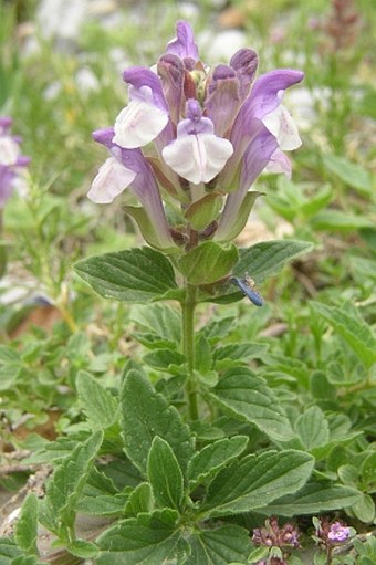 Scutellaria alpina