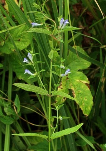 Scutellaria galericulata