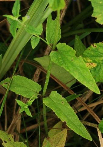 Scutellaria galericulata