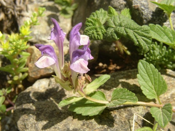 Scutellaria alpina