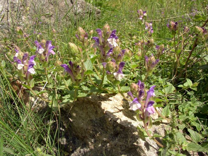 Scutellaria alpina