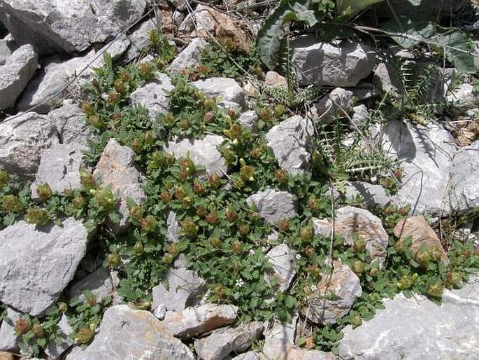 Scutellaria pinnatifida subsp. alpina