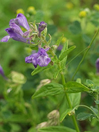 Scutellaria hastifolia