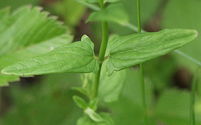 Scutellaria hastifolia