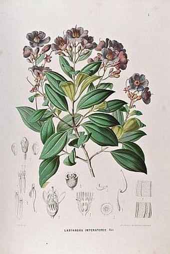 Botanische Ergebnisse der Reise Seiner Majestät des Kaisers von Mexico Maximilian I. nach Brasilien