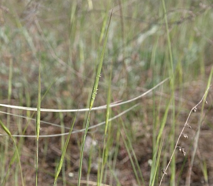 SECALE SYLVESTRE Host – žito lesní / raž lesná