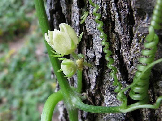 SECHIUM EDULE (Jacq.) Sw. - čajot