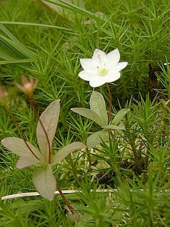 Trientalis europaea