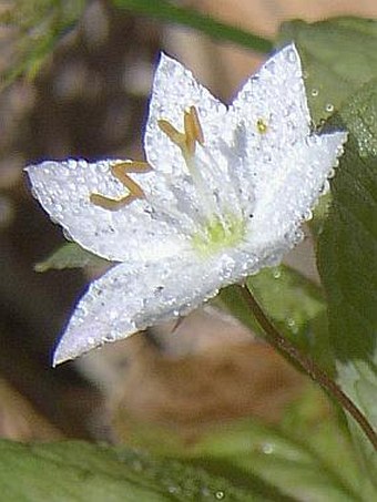 Trientalis europaea