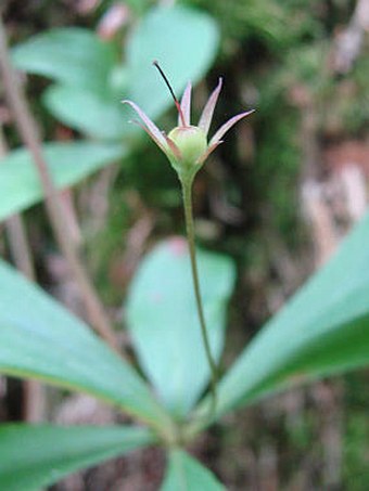 Trientalis europaea