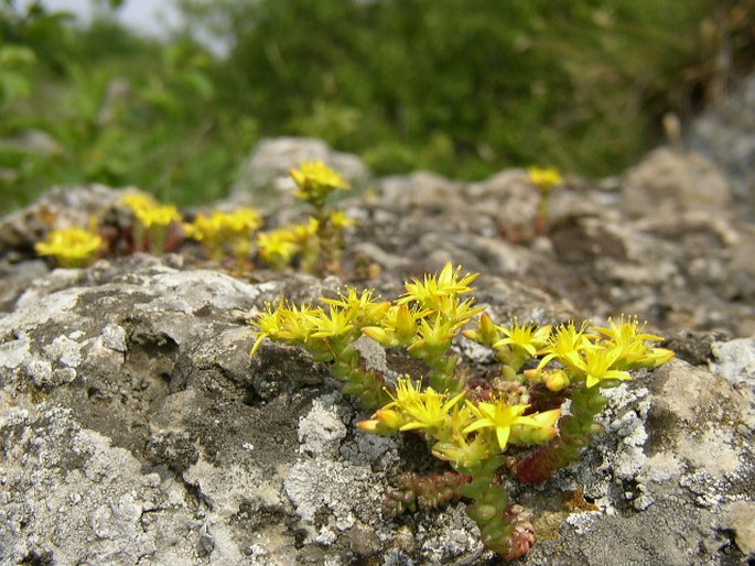 SEDUM ACRE L. – rozchodník ostrý / rozchodník prudký