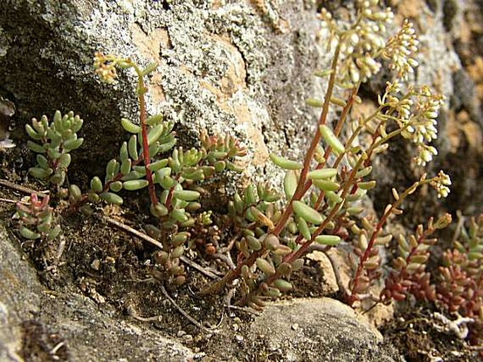 SEDUM ALBUM L. – rozchodník bílý / rozchodník biely