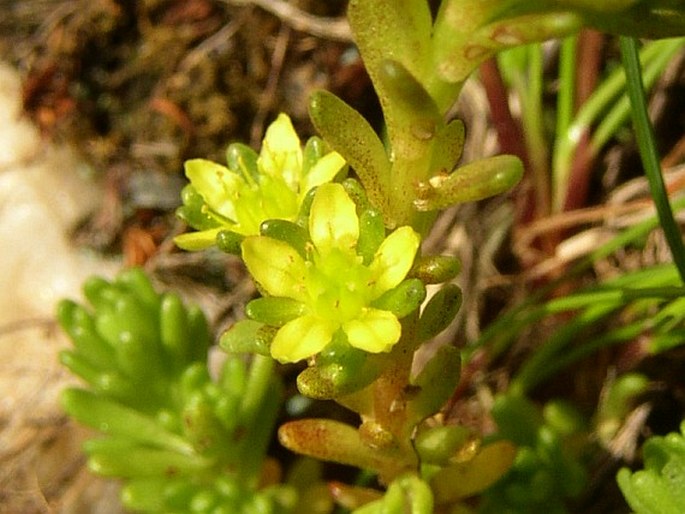 Sedum alpestre