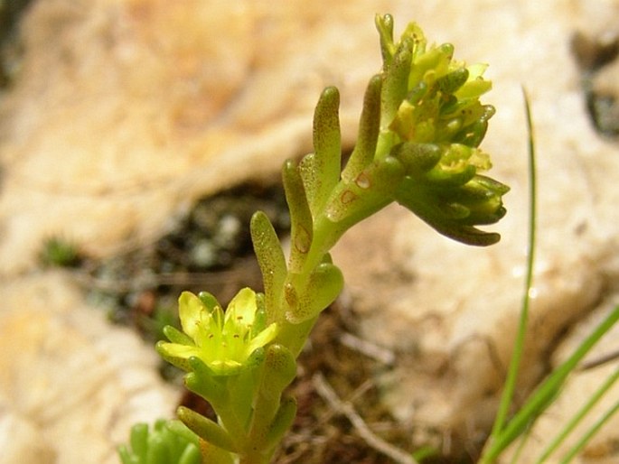 Sedum alpestre