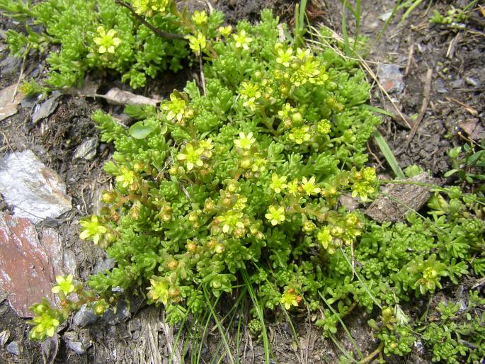 SEDUM ALPESTRE Vill. – rozchodník horský / rozchodník alpínsky