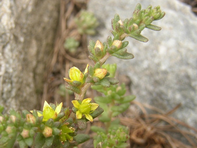 Sedum annuum