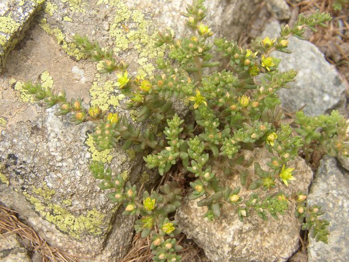 SEDUM ANNUUM L. – rozchodník roční / rozchodník ročný