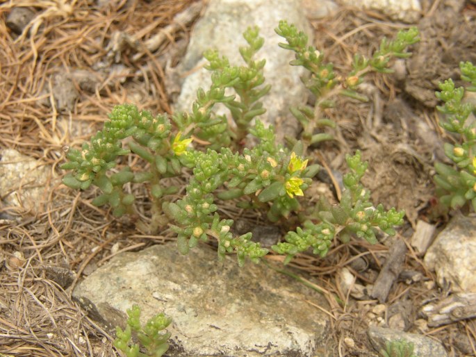 Sedum annuum