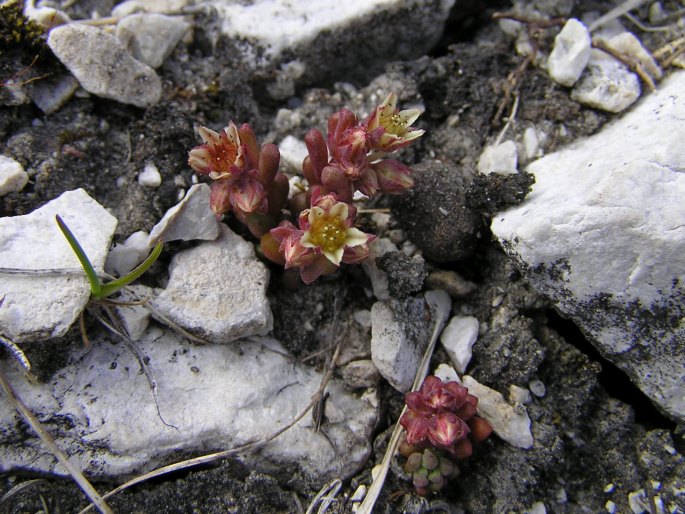 Sedum atratum