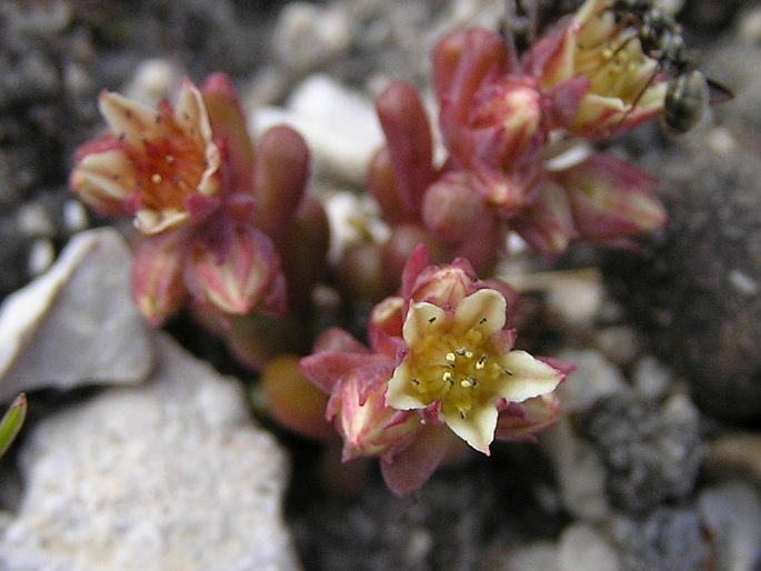 Sedum atratum