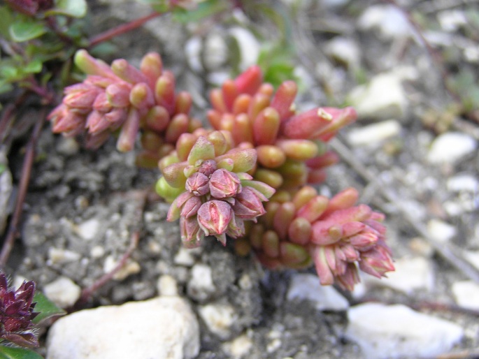 Sedum atratum